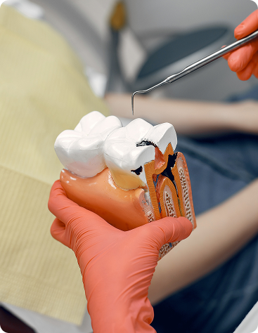 model-tooth-dentist-doctor-shows-patient-tooth-reception-dentist-s-office